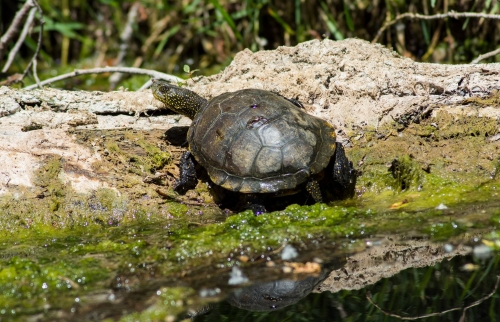 Tortue