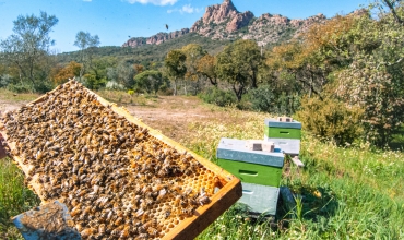 Abeilles
