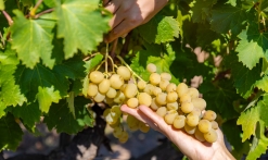 Visite des vignes
