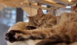 Le Miaou Miaou - Bar à Chats - Bananabeachcafe