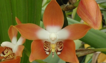 Le monde magique des orchidées