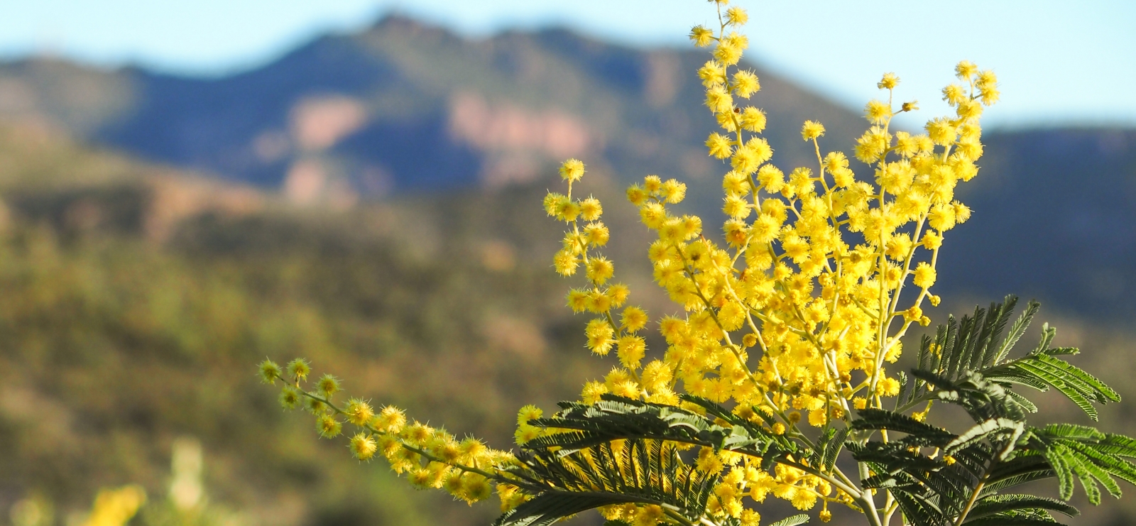 Balades pédestres 'Le Mimosa dans l'Estérel'