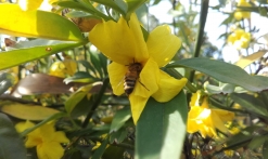 De la fleur au producteur