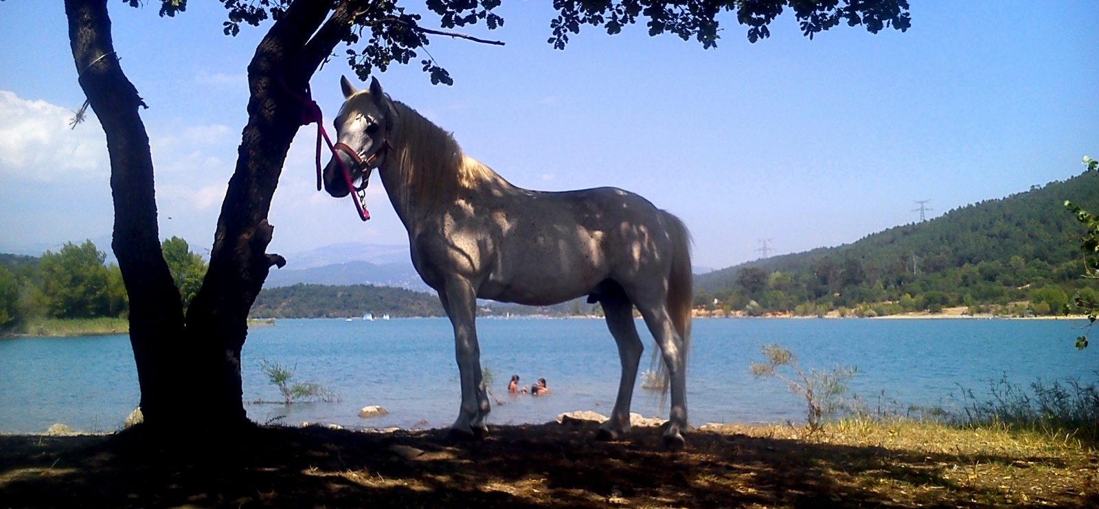 Au bord du lac de St Cassien