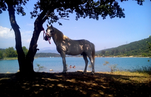 Au bord du lac de St Cassien