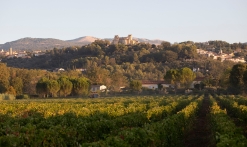 Vignes du domaine