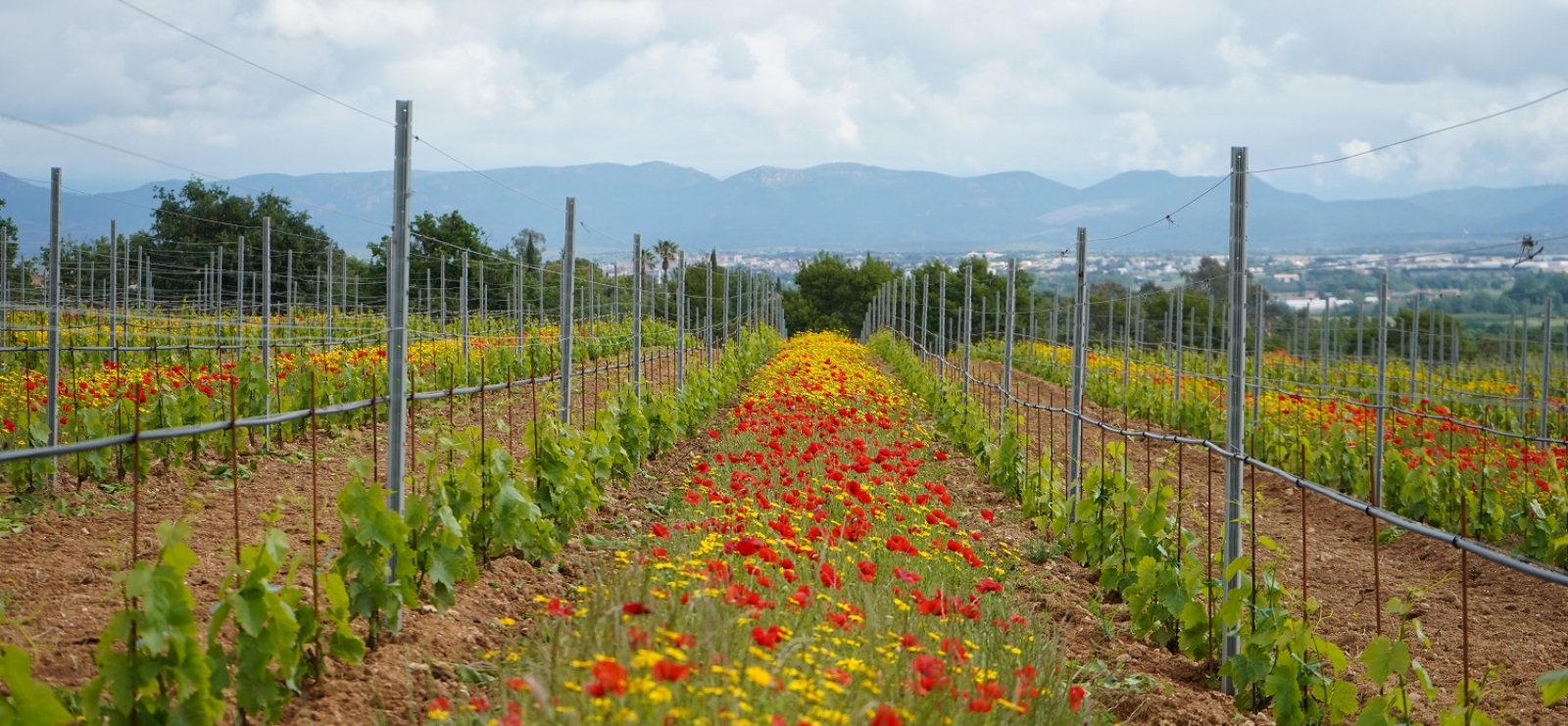 domaine des planes