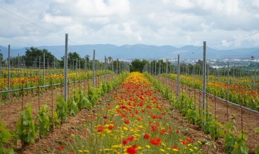 domaine des planes