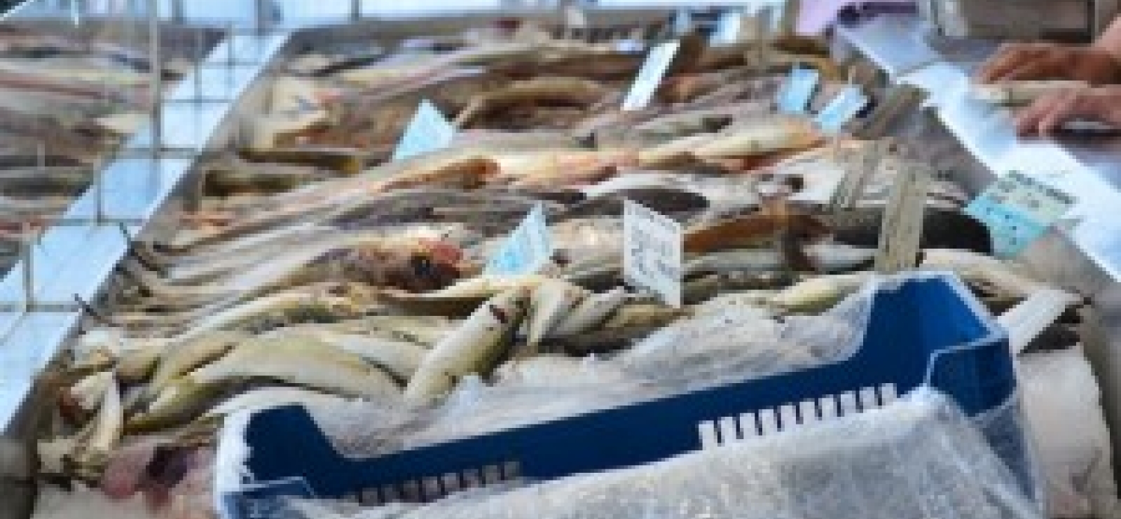 Fish market