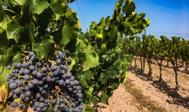 Vignes