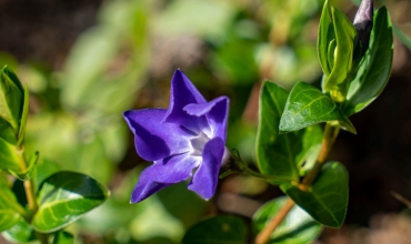 Les usages des plantes provençales