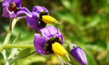 Découverte sensorielle des plantes aromatiques et à parfum