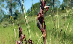 Fôret de Palayson