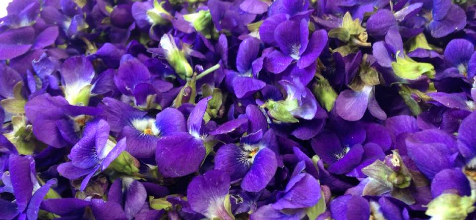 Violette