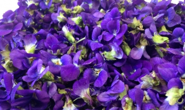 Violette