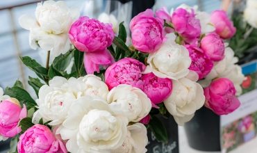 Pivoines