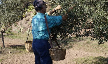 Domaine Oléicole Diouloufet