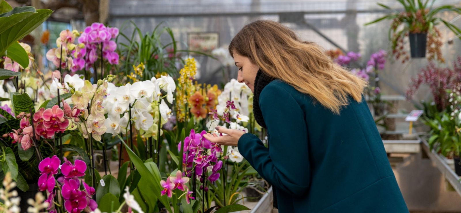 Respirez l'odeur des Orchidées