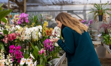 Respirez l'odeur des Orchidées