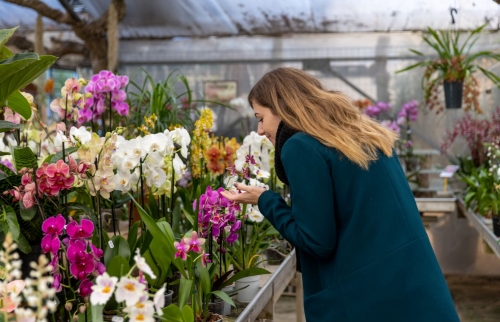 Respirez l'odeur des Orchidées
