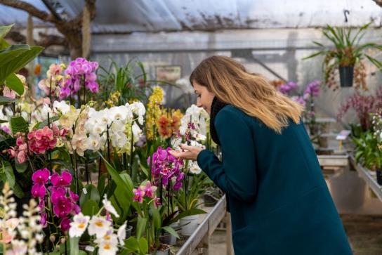Respirez l'odeur des Orchidées