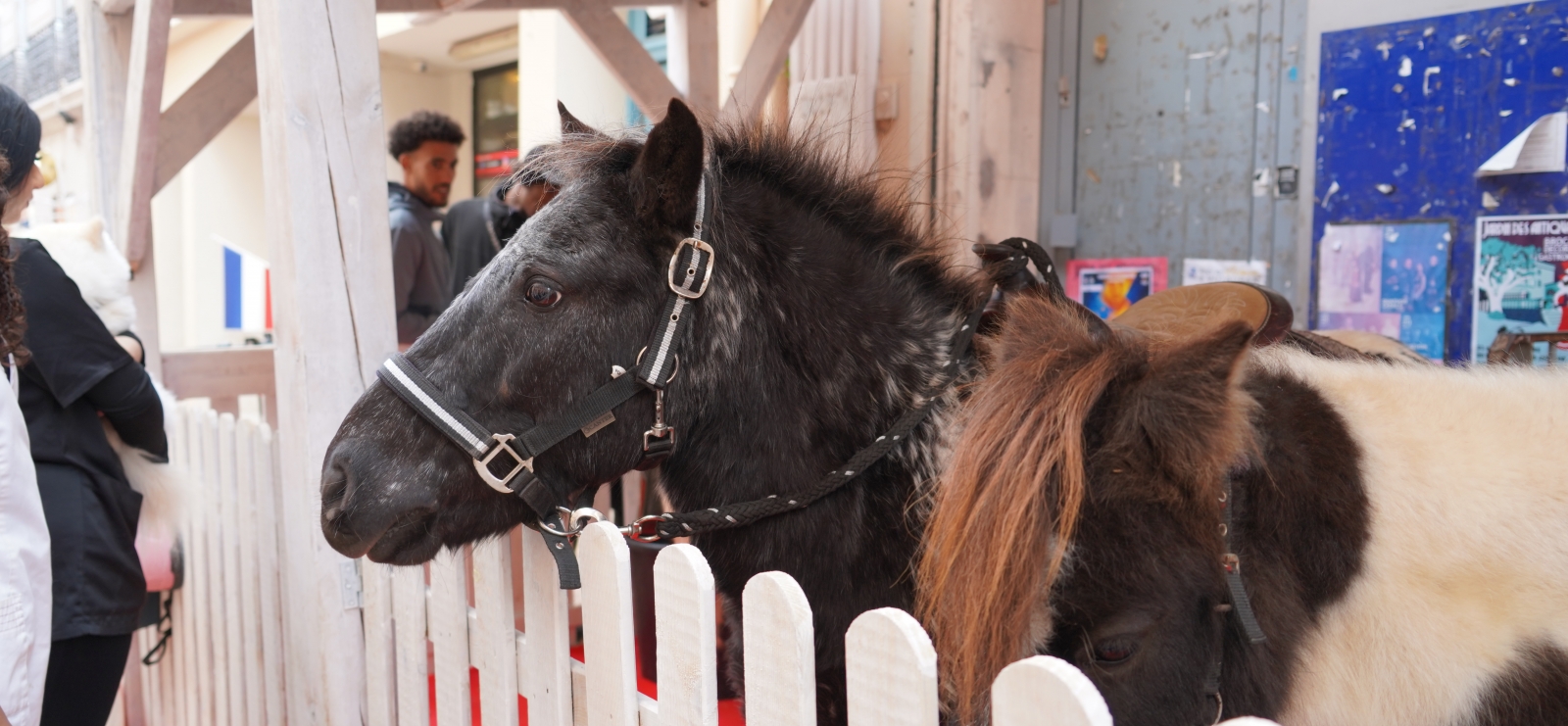 Balades à poneys