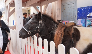 Balades à poneys