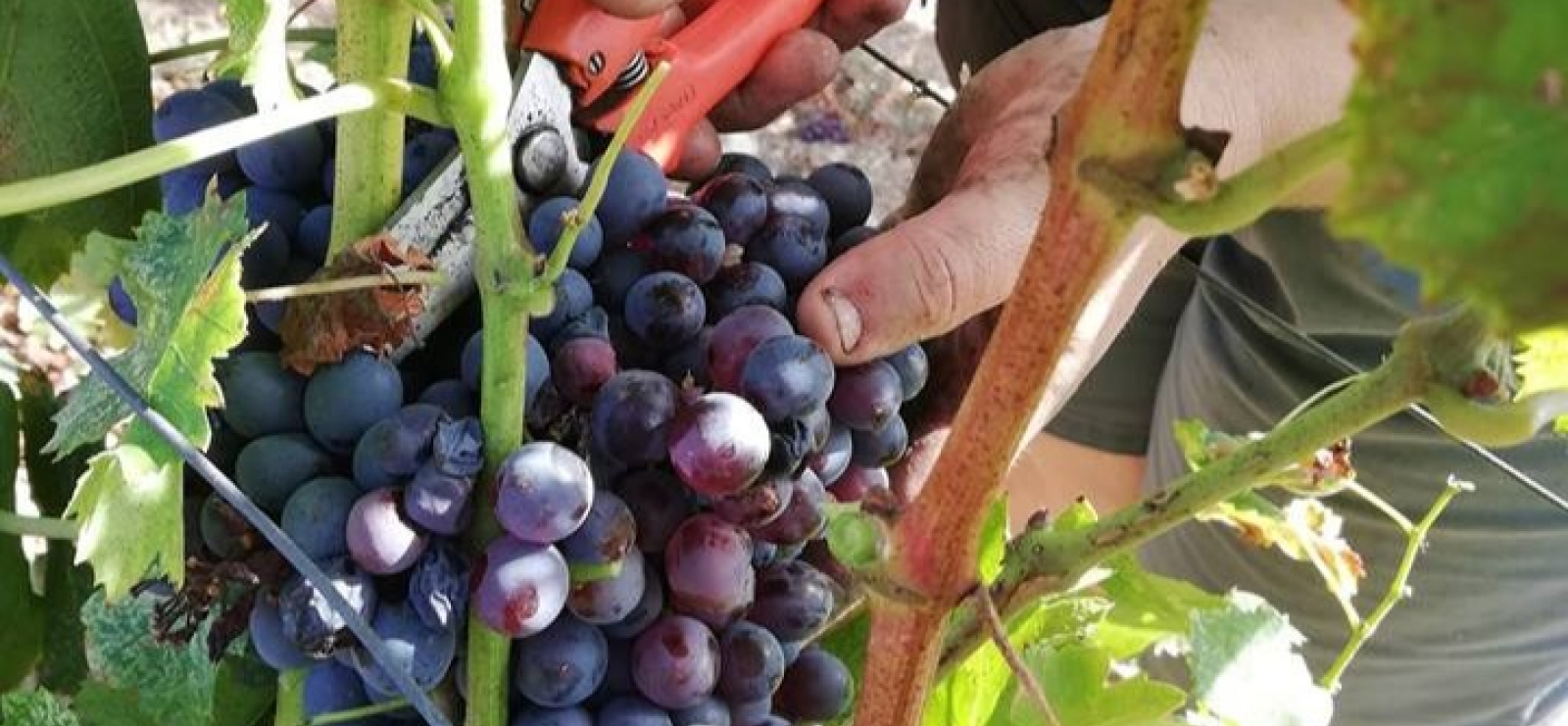 Au cœur de la nature provençale