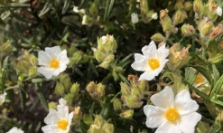 Fleurs