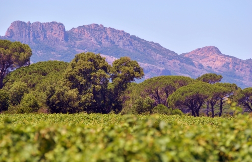 Immersion dans un domaine solidaire et engagé_Puget-sur-Argens