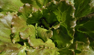 La Cueillette du Rocher