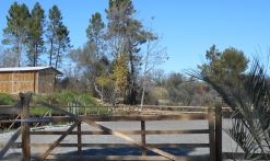 Balade à cheval 'Le champ des Oliviers'