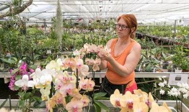 Les Orchidées Vacherot