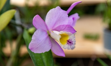 Orchidée traditionnelle