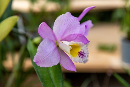 Orchidée traditionnelle