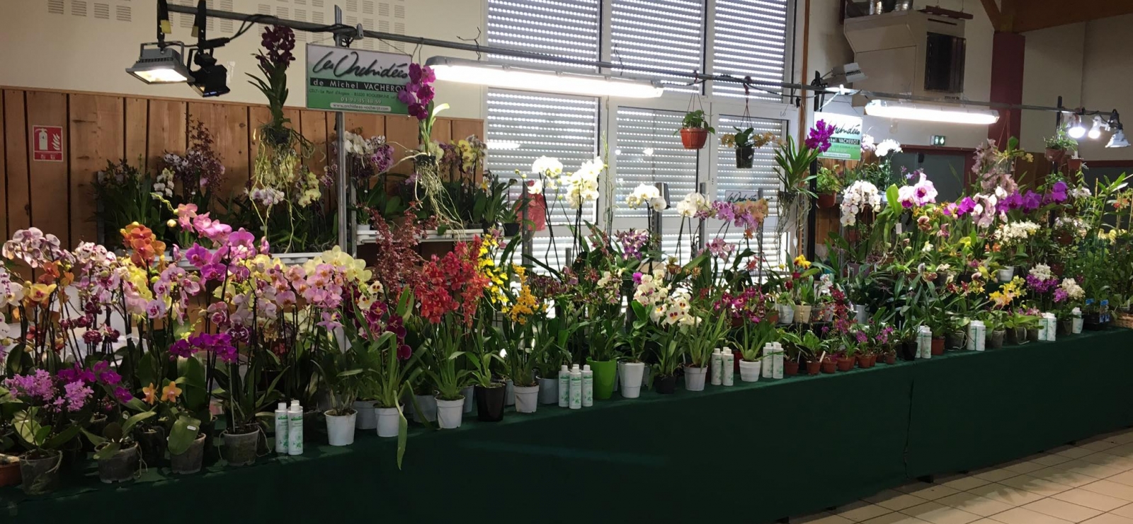 Le monde magique des orchidées