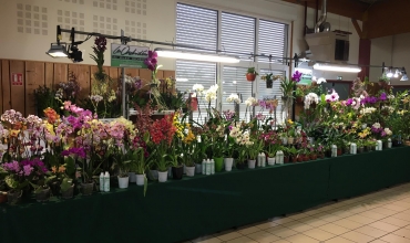 Le monde magique des orchidées