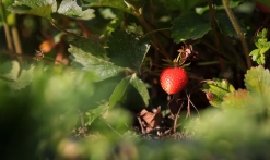 Les Fraises - Mai & Juin