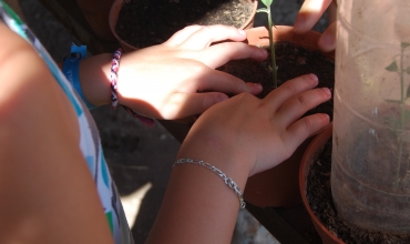 Atelier bouturage d'olivier
