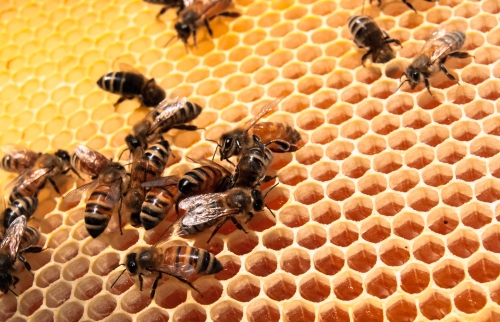 Abeilles