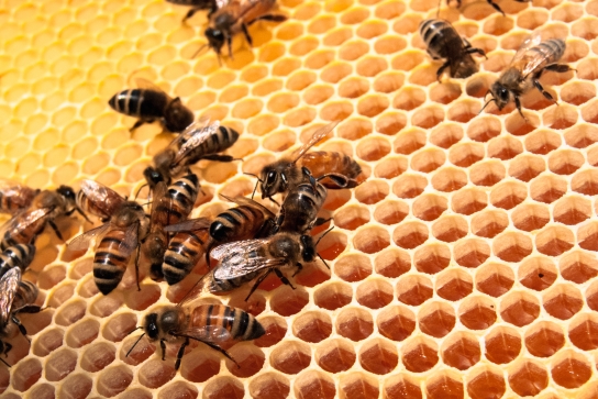 Abeilles