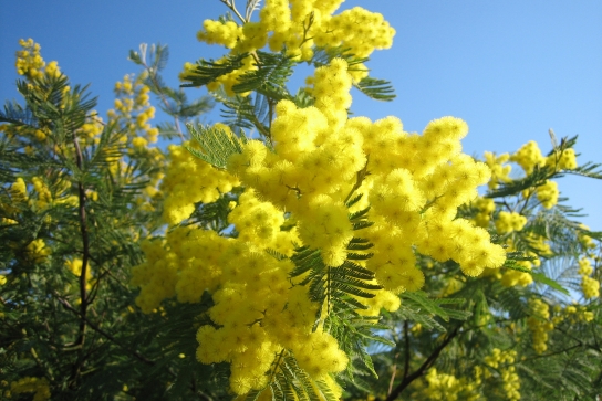 Groupes - Mimosa, fleur de l'hiver