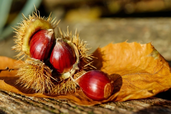 Groupe-Fetes-Evenements-Fete-Automne