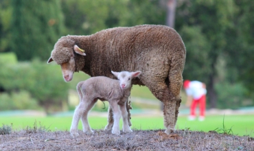 Golf de Roquebrune Resort - Moutons du Golf