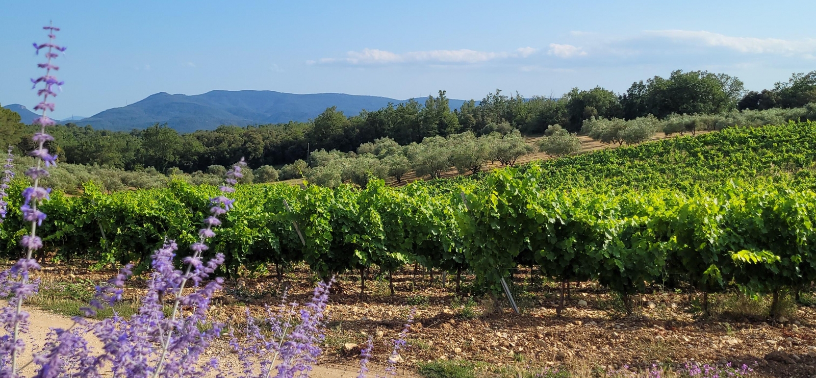 domaine des Selves