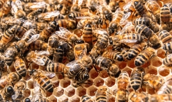 Abeilles