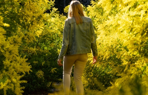 Mimosa, fleur de l'hiver