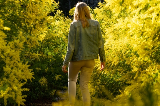 Mimosa, fleur de l'hiver