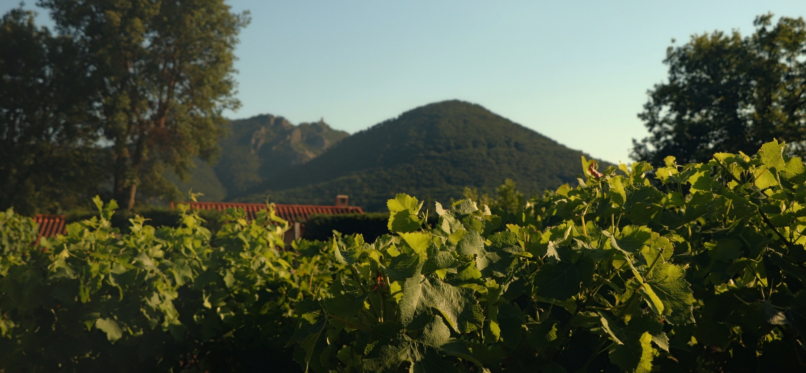 Exposition La vigne et l'outil