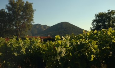 Exposition La vigne et l'outil